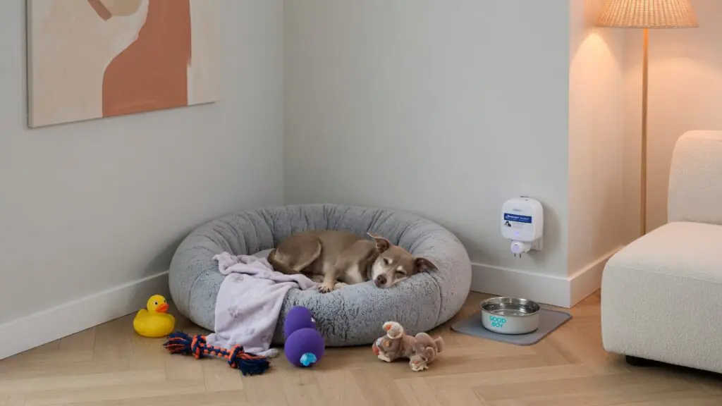 Calming safe space set up for a dog
