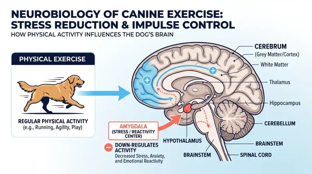 Exercise and Canine Behavior