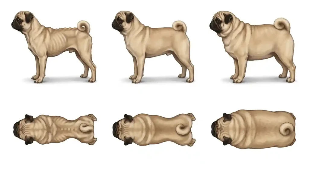 what should pugs eat

