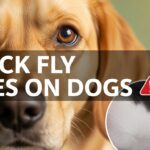 Black Fly Bites on Dogs Complete Guide
