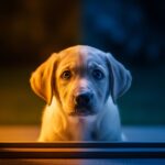 Puppy Scared to Go Outside at Night The Complete Guide