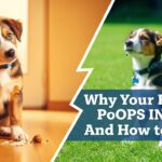Puppy Won't Poop Outside But Poops Inside Complete Fixes & Training Guide