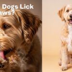 Why Do Dogs Lick Their Paws A Complete Guide to Causes, Symptoms & Solutions