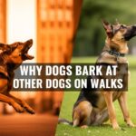 Why Dogs Bark at Other Dogs on Walks