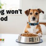Why Your Dog Won't Eat Kibble But Eats Treats The Complete Guide to Fixing Picky Eating in Dogs