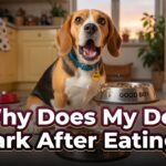 Dog Barking After Eating What It Means, Why It Happens & How to Stop It