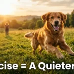 How Exercise Reduces Problem Barking in Dogs The Complete Guide