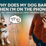 Why Does My Dog Bark When I Talk on the Phone