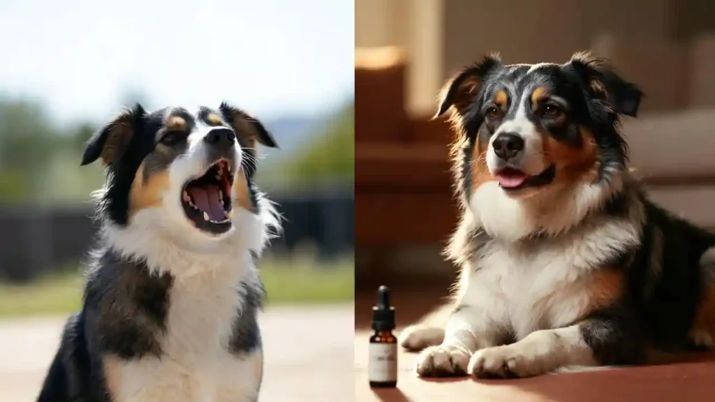 How CBD Oil Affects Dog Barking Behavior