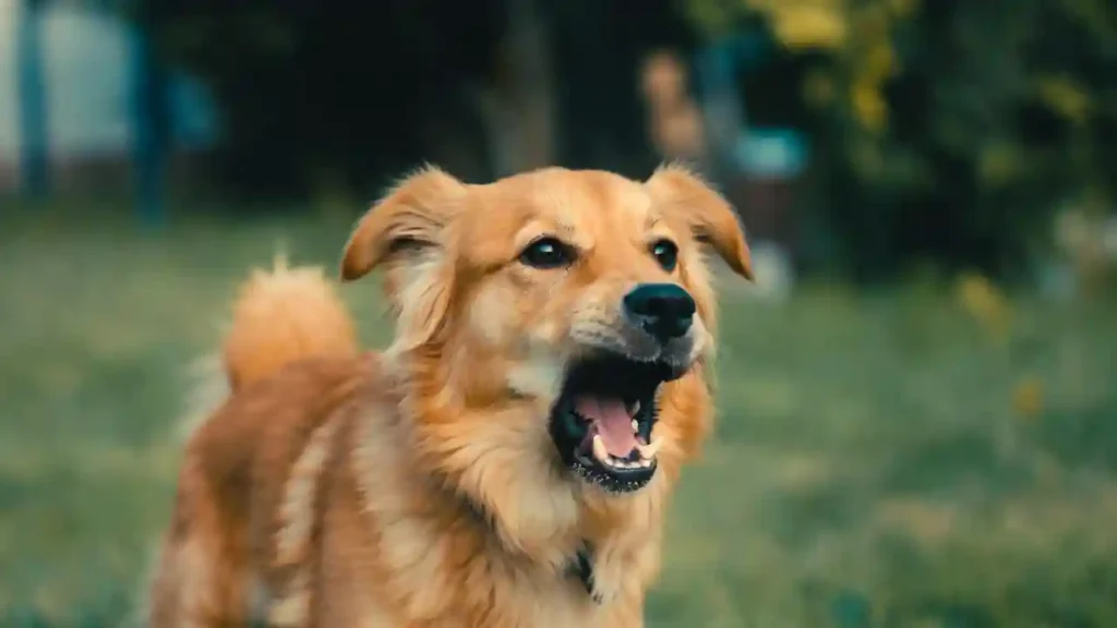 How Long Is Too Long for a Dog to Bark Continuously