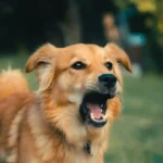 How Long Is Too Long for a Dog to Bark Continuously