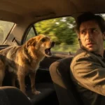 Dog Barking During Car Rides Causes and Fixes