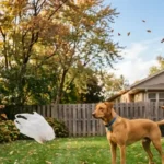 Why Does My Dog Bark at Plastic Bags Blowing in Wind