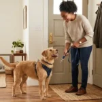 why does my dog bark when I pick up the leash